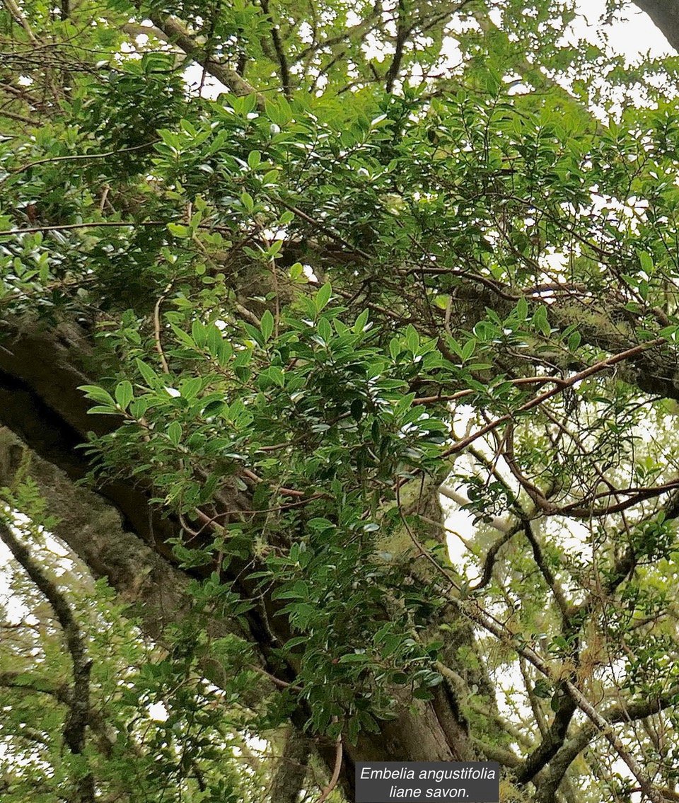 Embelia angustifolia  liane savon.primulaceae.endémique Réunion Maurice..jpeg