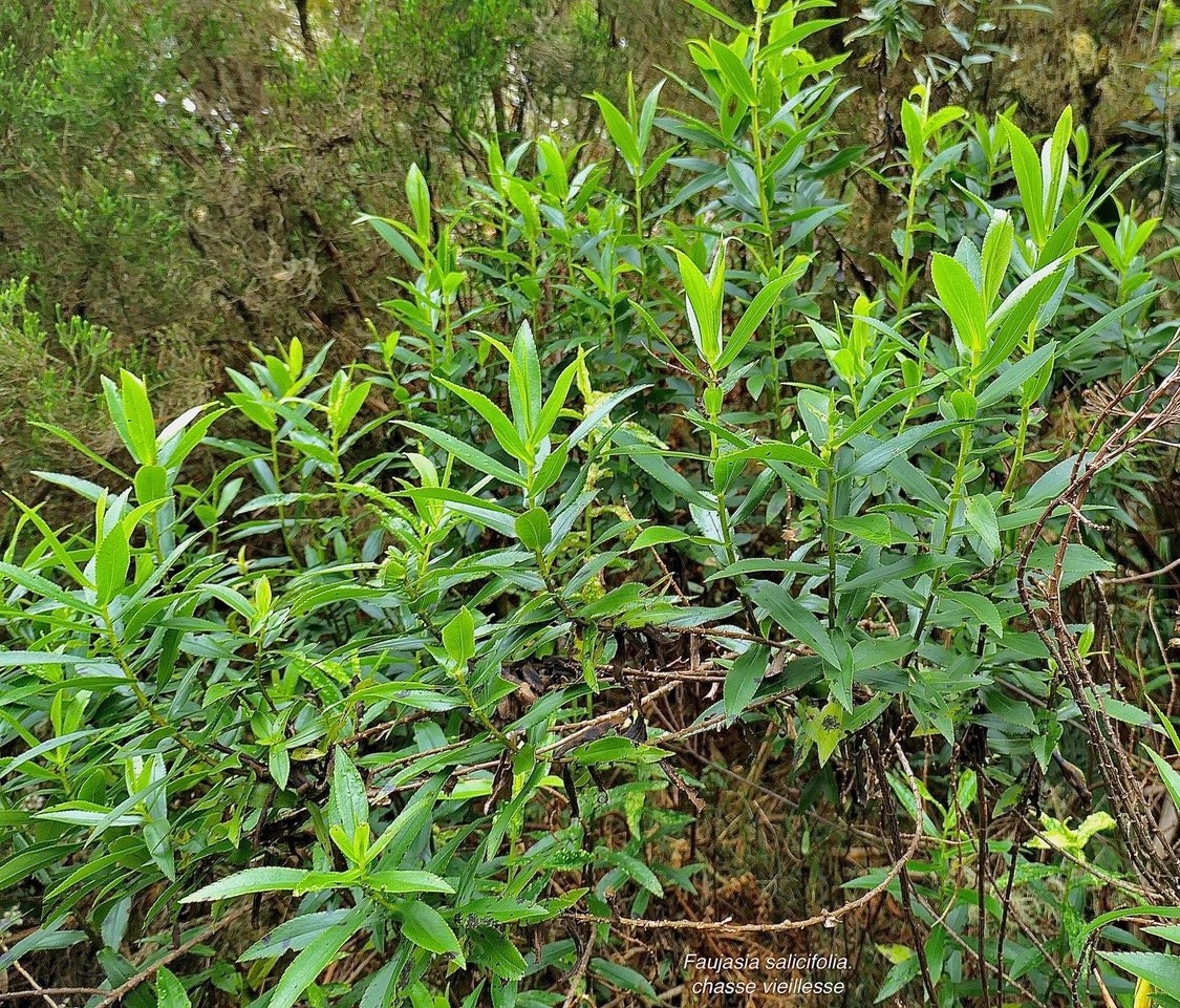 Faujasia salicifolia.chasse vieillesse.asteraceae.endémique Réunion...jpeg