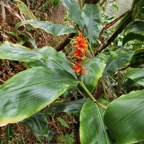 Hedychium gardnerianum .longose à fleurs jaunes.( avec fruits) zingiberaceae.espèce très envahissante..jpeg