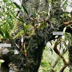 jardin suspendu de fougères- Oleandra distenta .fougère liane.oleandraceae. Indigène Réunion. à droite ; Pleopeltis macrocarpa (Bory ex Willd.) Kaulf.fougère gros lentilles. polypodiaceae.indigène Réunion. à gauche.jpeg