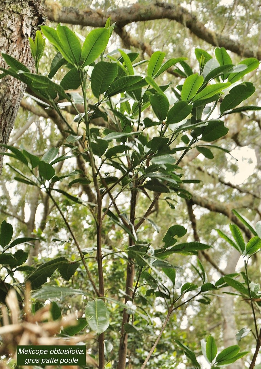 Melicope obtusifolia.gros patte poule.rutaceae. endémique Réunion Maurice..jpeg