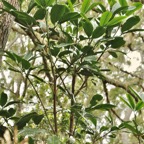 Melicope obtusifolia.gros patte poule.rutaceae. endémique Réunion Maurice..jpeg