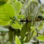 Monimia amplexicaulis.mapou des hauts.( inflorescences en boutons à gauche et fruits à droite dont un seul mature ) monimiaceae endémique Réunion..jpeg