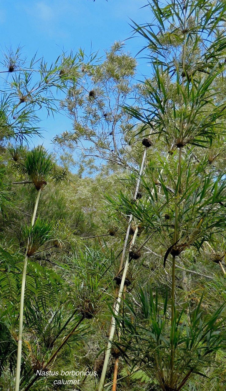 Nastus borbonicus.calumet. bambou de la Rénion.poaceae.endémique Réunion..jpeg