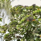 Nuxia verticillata.bois maigre.stilbaceae.et rideau de Usnea barbata en haut à gauche.jpeg