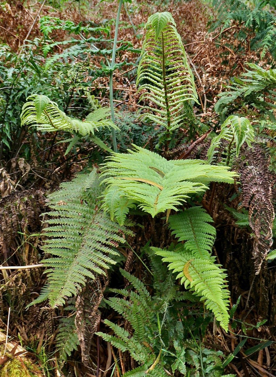 Polystichum mauritianum ( Polystichium ammifolium).dryopteridaceae.endémique Madagascar Mascareignes.jpeg