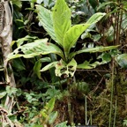 Psiadia boivinii.tabac marron.asteraceae. endémique Réunion.jpeg