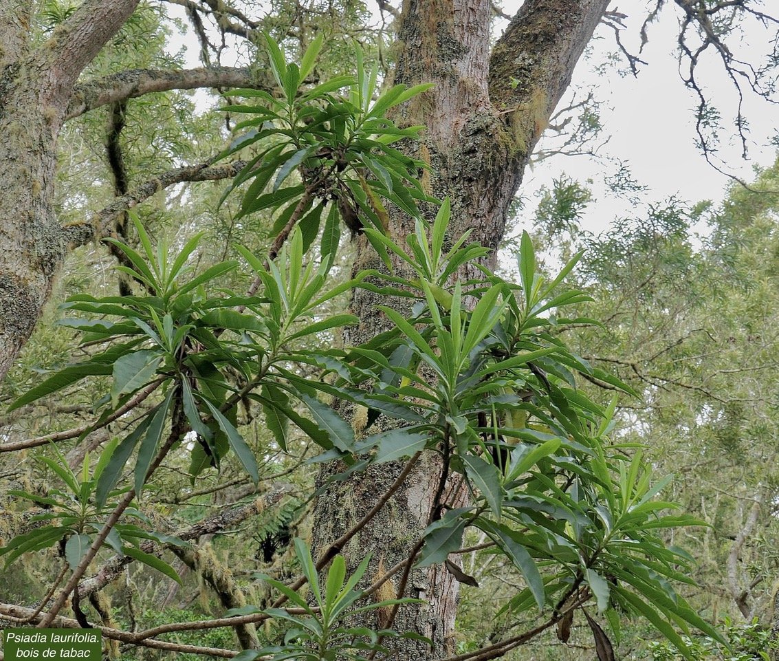 Psiadia laurifolia.bois de tabac.bois de chenilles .asteraceae.endémique Réunion. P1178003.jpeg