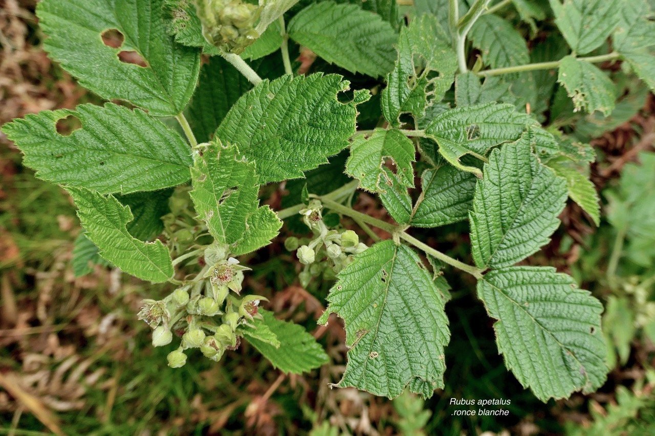 Rubus apetalus .ronce blanche .( avec fleurs ) rosaceae. indigène Réunion.jpeg
