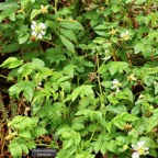 Rubus rosifolius  framboise rosaceae amphinaturalisé.jpeg