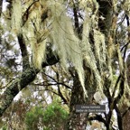 Usnea barbata.usnée barbue.barbe de Saint Antoine.parmeliaceae.jpeg
