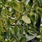 Viscum triflorum . sourichaude.santalaceae. indigène Réunion (1).jpeg