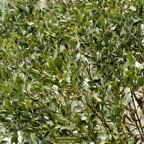 Viscum triflorum . sourichaude.santalaceae. indigène Réunion.jpeg