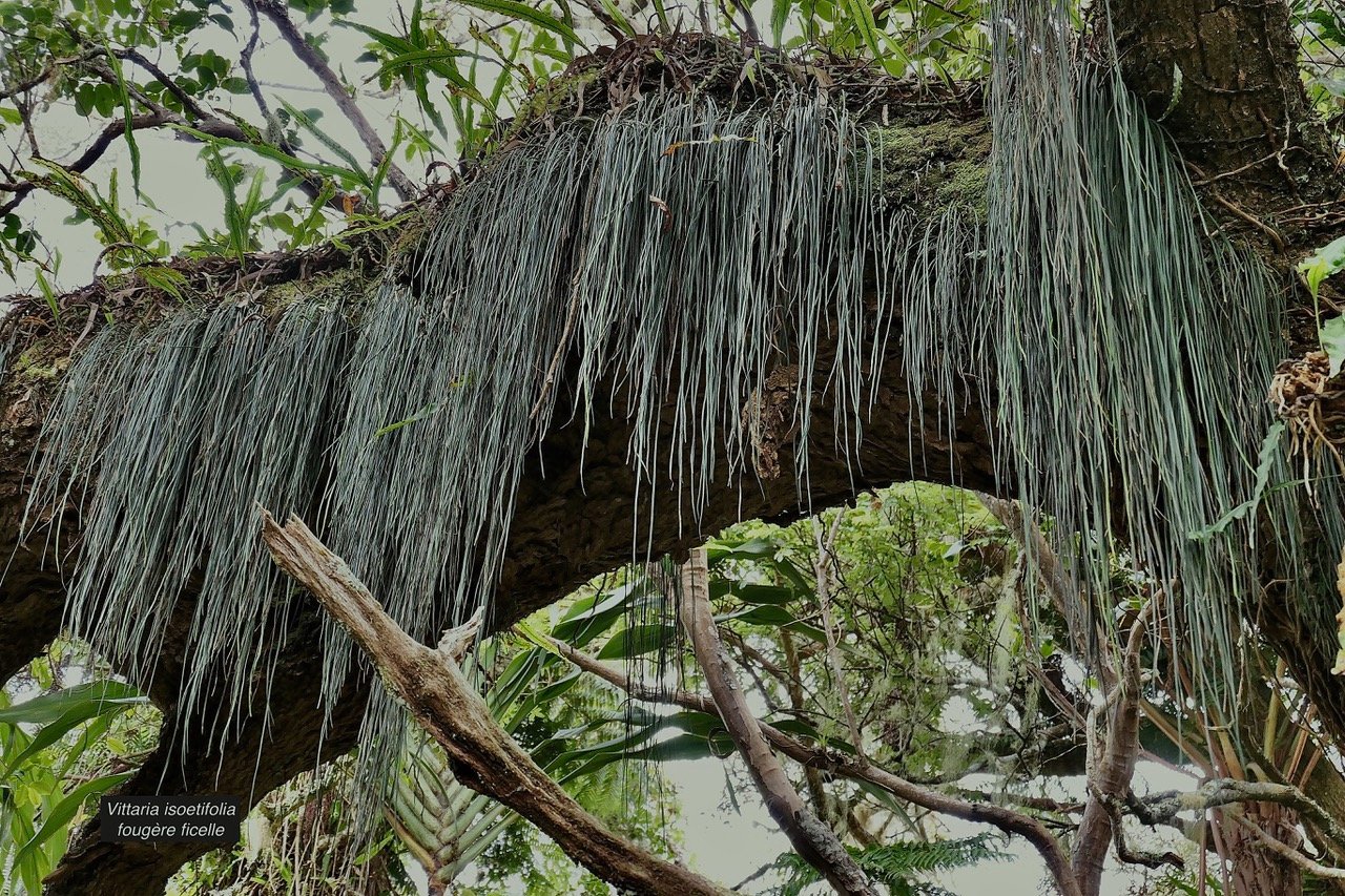 Vittaria isoetifolia Bory.fougère ficelle.pteridaceae.indigène Réunion..jpeg
