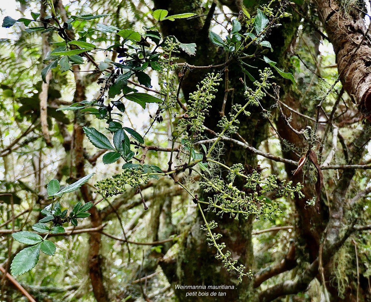 Weinmannia mauritiana .petit bois de tan.( avec inflorescences en boutons )cunoniaceae.endémique Maurice Réunion..jpeg