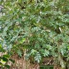 Weinmannia tinctoria.tan rouge.bois de tan.cunoniaceae.endémique Réunion. Maurice.jpeg