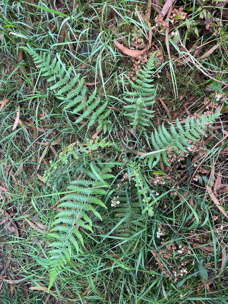 1. Amauropelta sp.  (genre) -  Famille des hélyptéridacées..jpeg