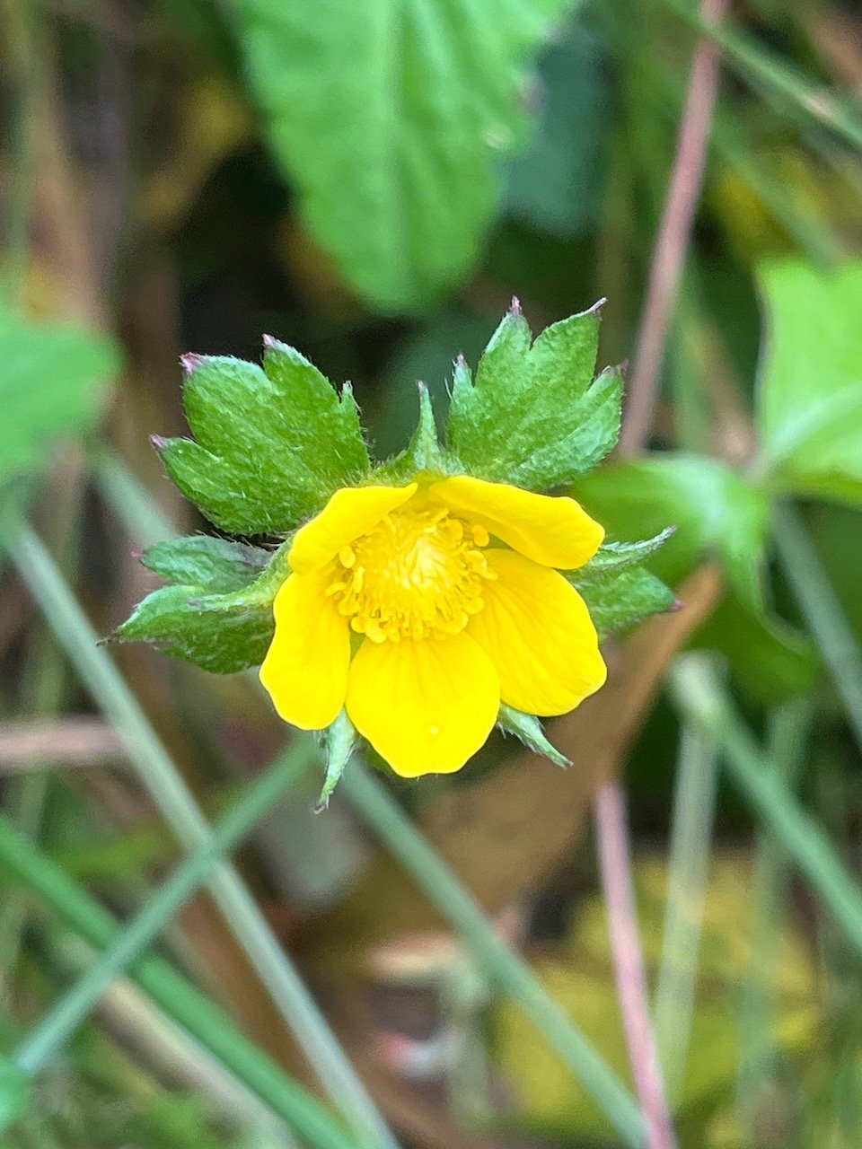 10. Fleur Potentilla indica - Fraise crapaud Fraise de l'eau, fraise marron - Rosaceae.jpeg