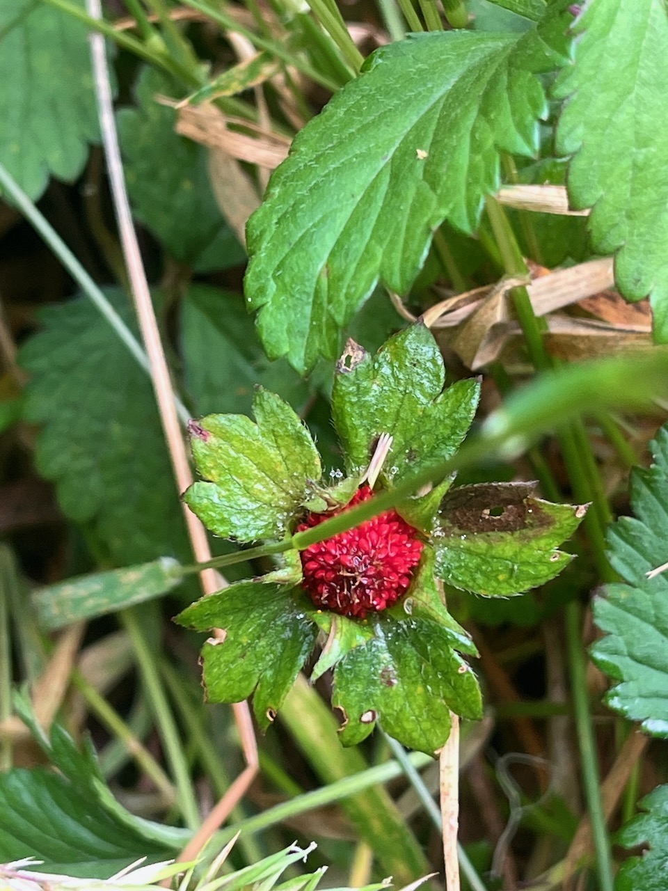 11. Fruit Potentilla indica - Fraise crapaud Fraise de l'eau, fraise marron - Rosaceae.jpeg