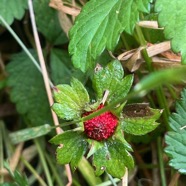 11. Fruit Potentilla indica - Fraise crapaud Fraise de l'eau, fraise marron - Rosaceae.jpeg