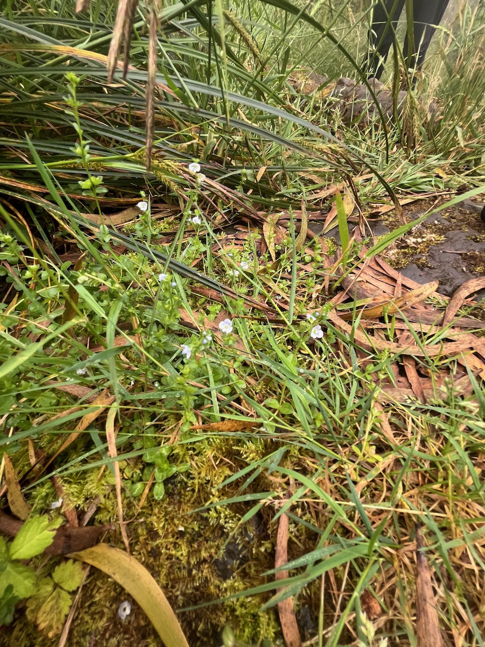 13. Veronica serpyllifolia Plantaginaceae INDIGENE ?.jpeg