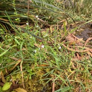 13. Veronica serpyllifolia Plantaginaceae INDIGENE ?.jpeg