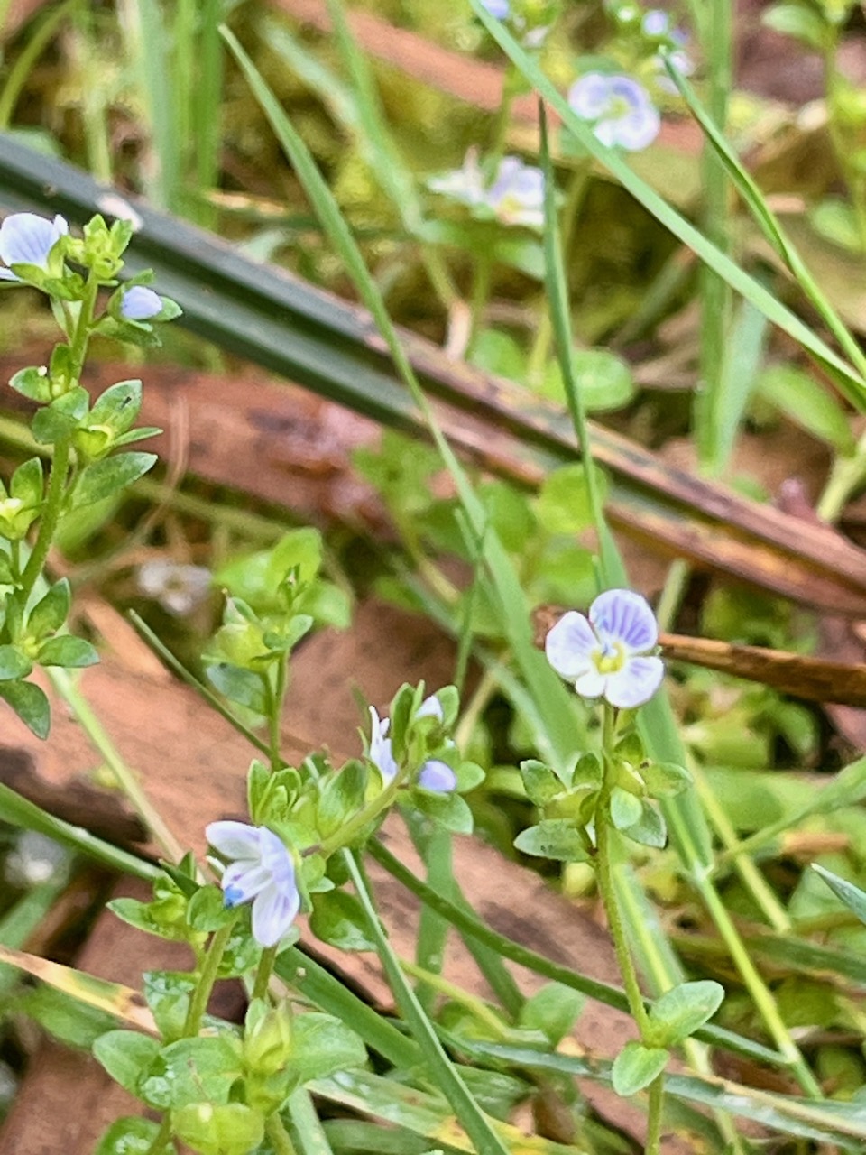 14.  Veronica serpyllifolia Plantaginaceae INDIGENE ?.jpeg