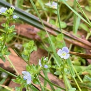 14.  Veronica serpyllifolia Plantaginaceae INDIGENE ?.jpeg