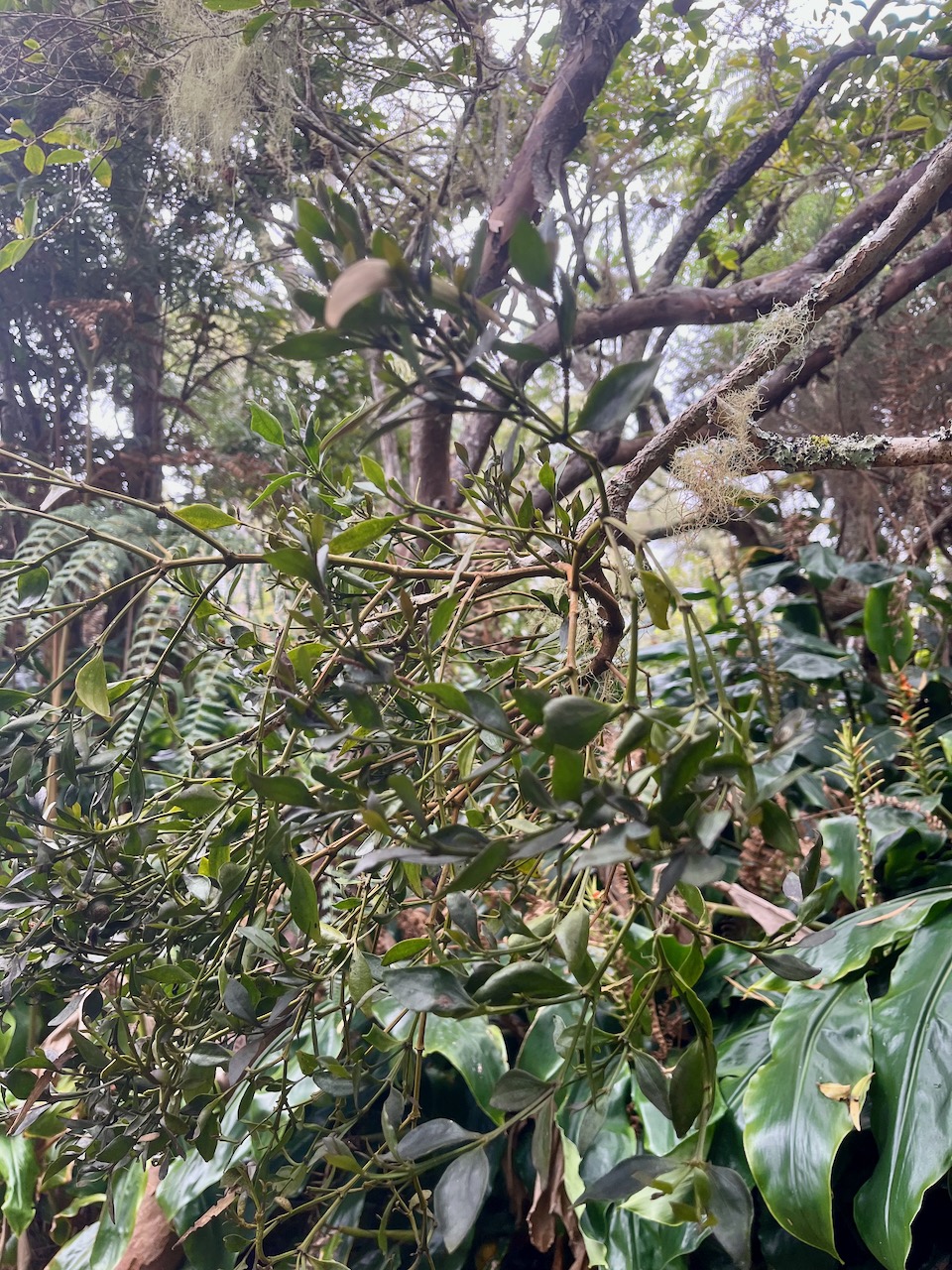 15. ??? 32 Viscum triflorum Sourichaude Santalaceae INDIGENE LA REUNION.jpeg