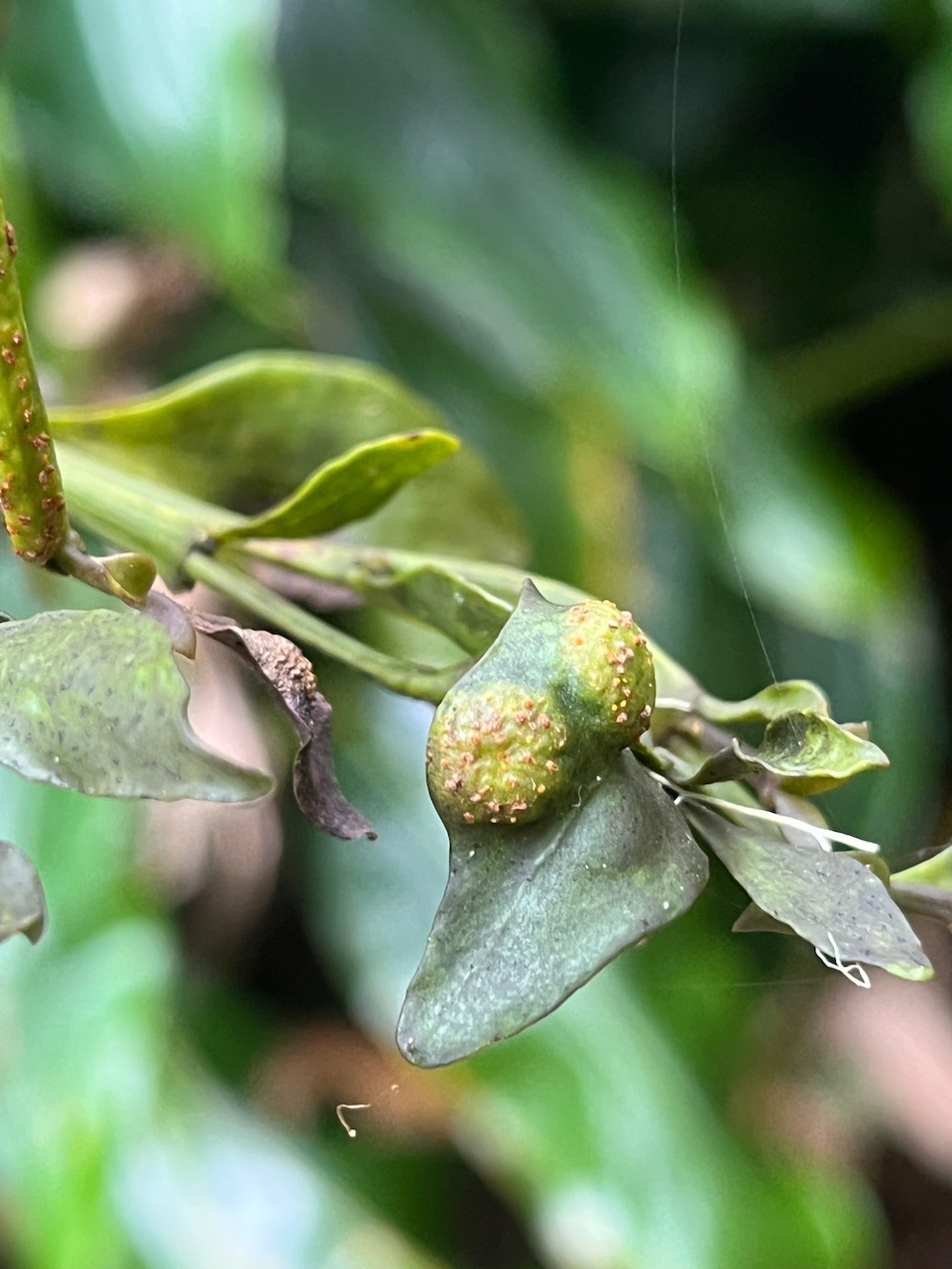 16. Fruit de Nastus borbonicus J.F. Gmel. - Calumet  - Poaceae - Bambou endémique de La Réunion.jpeg