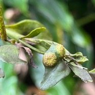 16. Fruit de Nastus borbonicus J.F. Gmel. - Calumet  - Poaceae - Bambou endémique de La Réunion.jpeg