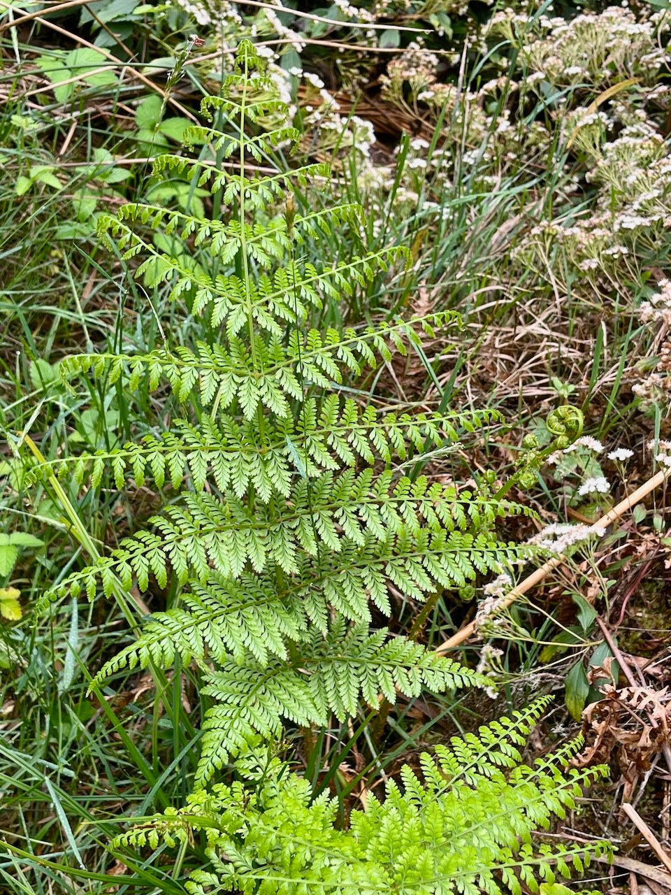 17. ??? Athyrium scandicinum (Plantnet 8%).jpeg