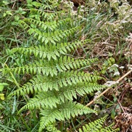 17. ??? Athyrium scandicinum (Plantnet 8%).jpeg