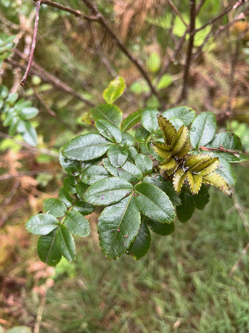 18. Weinmannia mauritiana - Petit bois de tan - CUNONIACEE Endémique M.jpeg