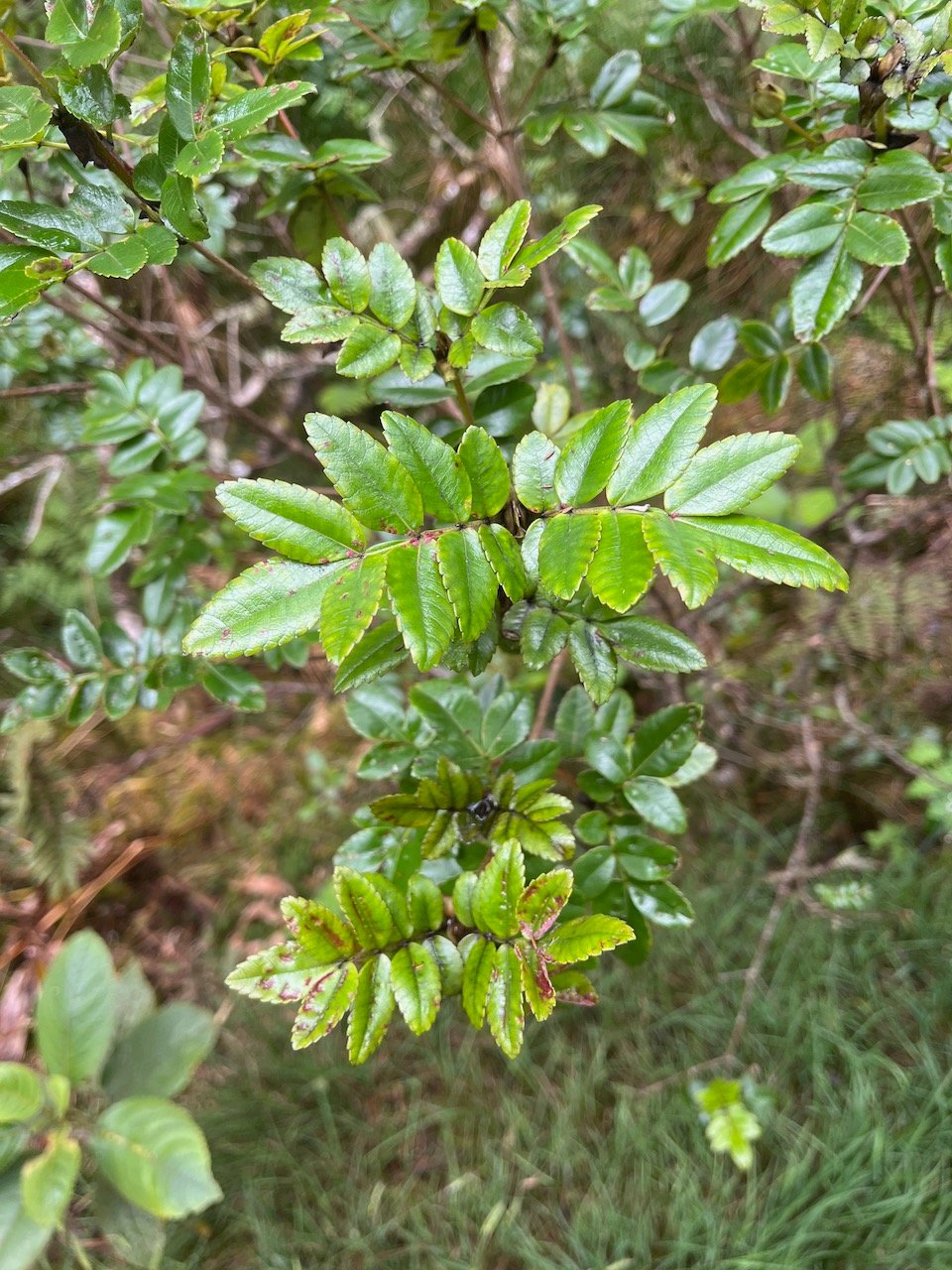 19. Weinmannia mauritiana - Petit bois de tan - CUNONIACEE Endémique M.jpeg