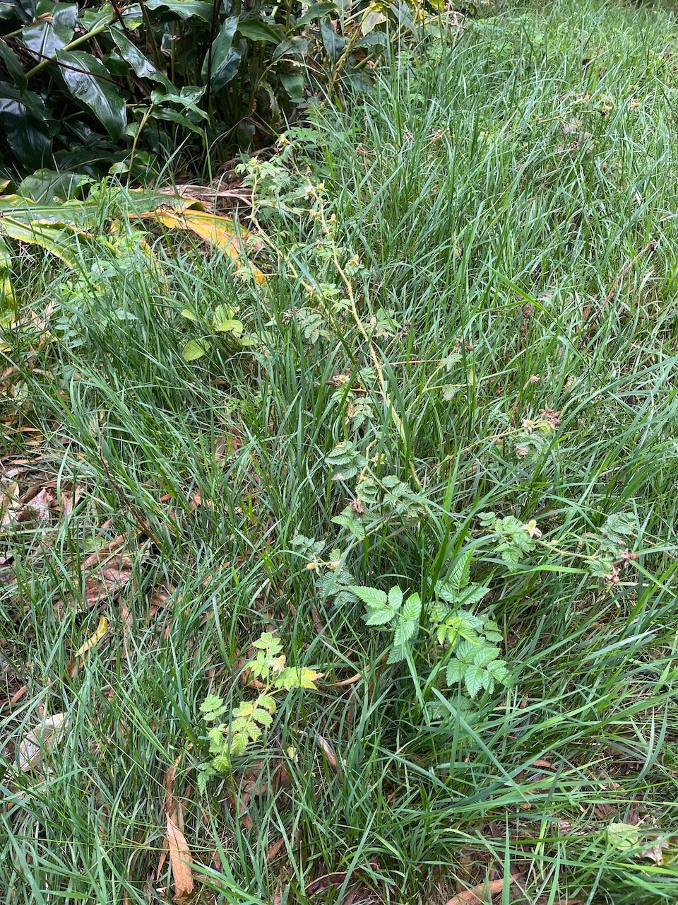 2. Rubus rosifolius. - Framboise - Rosaceae  - Indomalaisie.jpeg