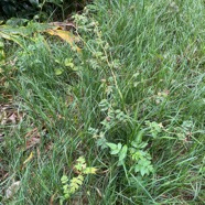 2. Rubus rosifolius. - Framboise - Rosaceae  - Indomalaisie.jpeg