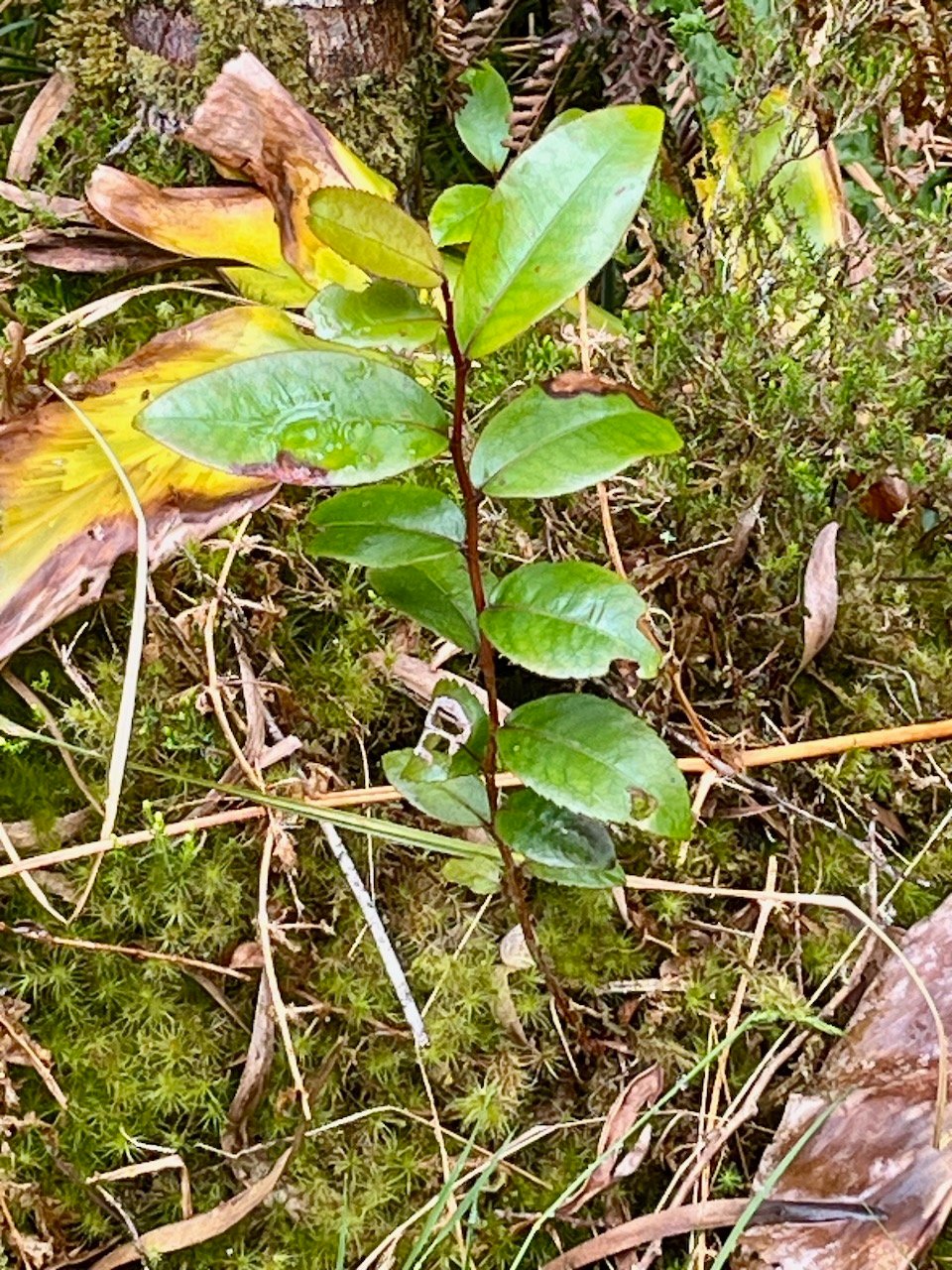 21. Juvénile Aphloia theiformis - Change-écorce - APHLOIACEE.jpeg