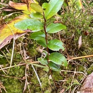 21. Juvénile Aphloia theiformis - Change-écorce - APHLOIACEE.jpeg