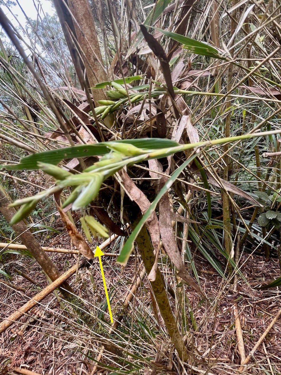 23. Étamines de fleur de Nastus borbonicus J.F. Gmel. - Calumet  - Poaceae - Bambou endémique de La Réunion.jpeg