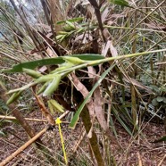 23. Étamines de fleur de Nastus borbonicus J.F. Gmel. - Calumet  - Poaceae - Bambou endémique de La Réunion.jpeg