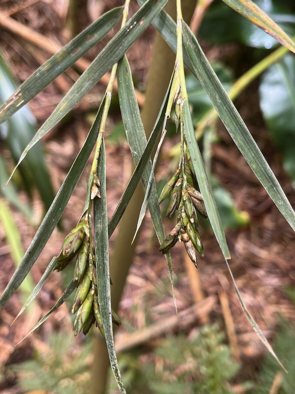 24. fleur de Nastus borbonicus J.F. Gmel. - Calumet  - Poaceae - Bambou endémique de La Réunion.jpeg