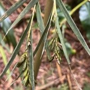 24. fleur de Nastus borbonicus J.F. Gmel. - Calumet  - Poaceae - Bambou endémique de La Réunion.jpeg
