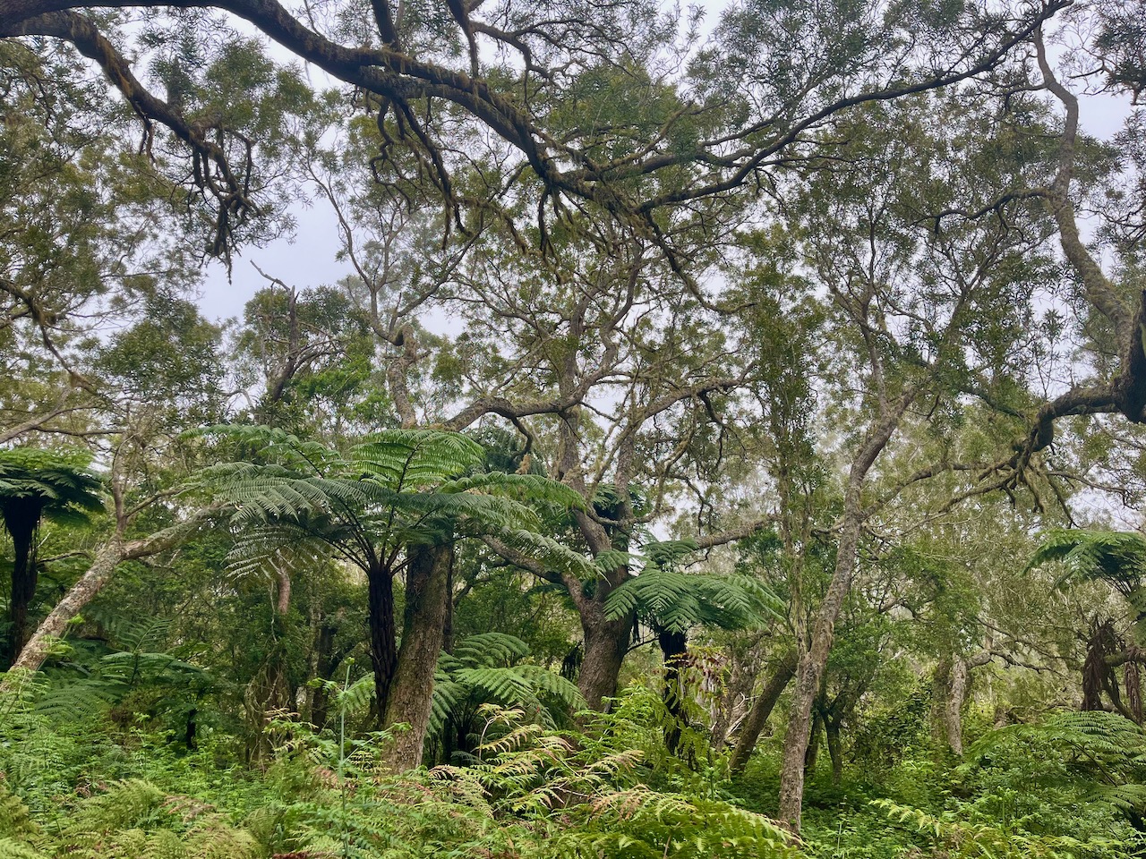 3. Dans la Tamarinaie.jpeg