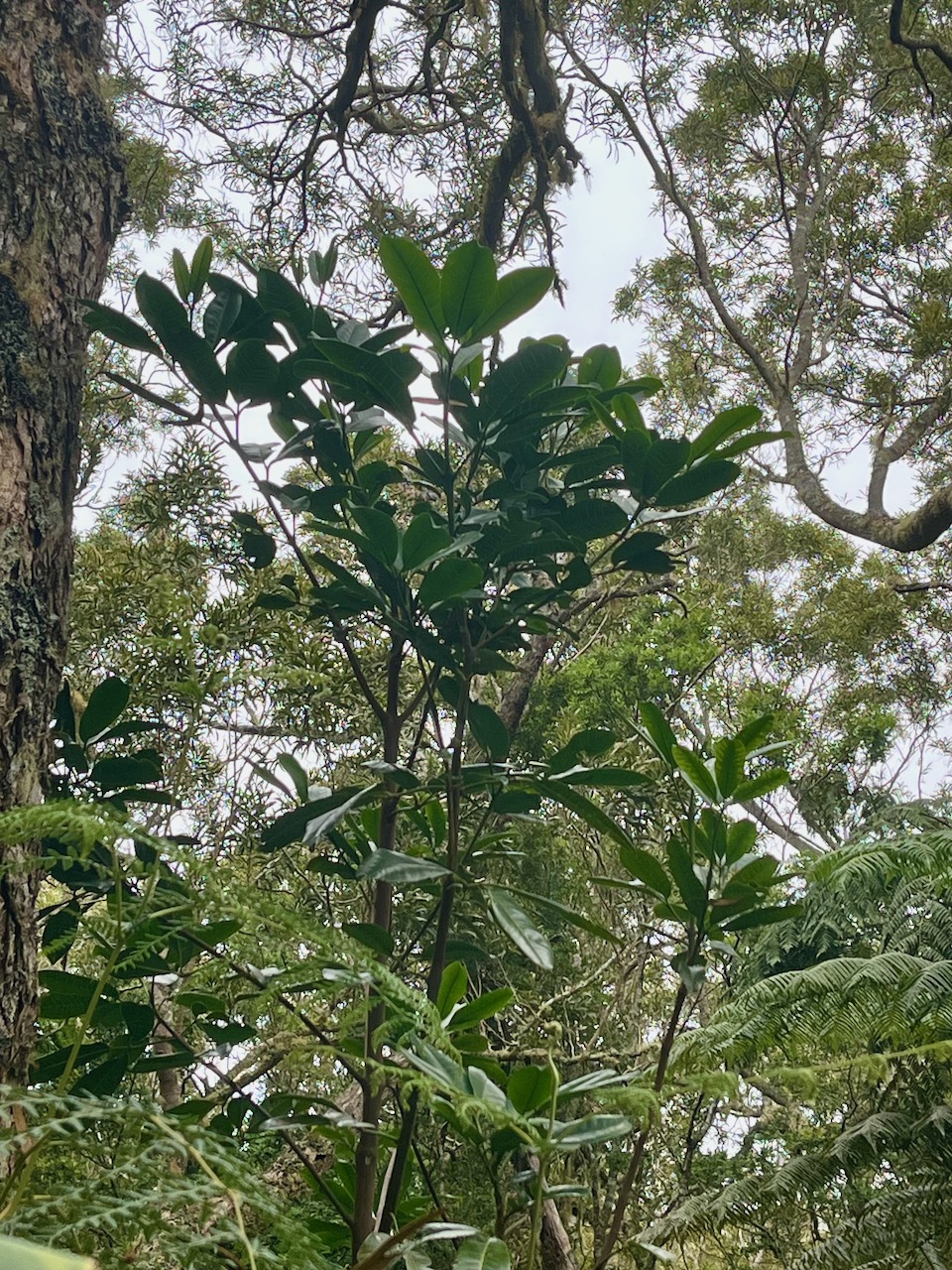 4. Melicope obtusifolia  - Catafaille patte poule ou Grand Catafaille - Rutacée - Endémique Réunion Maurice.jpeg