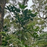 4. Melicope obtusifolia  - Catafaille patte poule ou Grand Catafaille - Rutacée - Endémique Réunion Maurice.jpeg