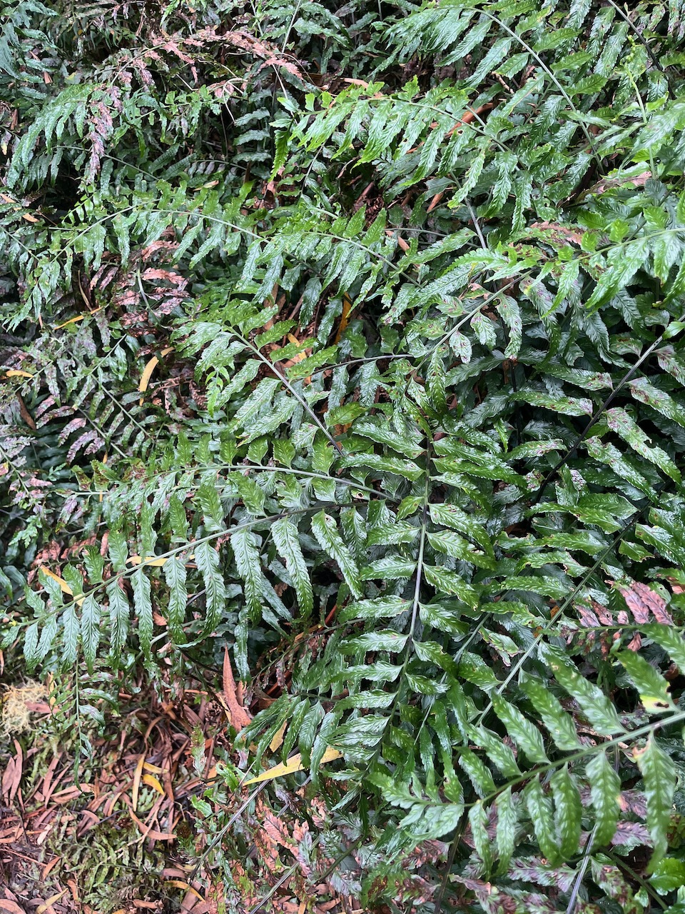 5. Doradille de Bolton Asplenium boltonii Hook. ex Brause & Hieron., 1910 Classe - Equisetopsida   Ordre - Polypodiales   Famille - Aspleniaceae  Genre - Asplenium.jpeg