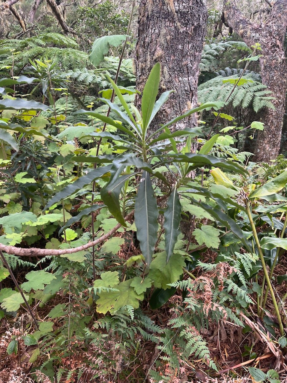 6. Psiadia laurifolia - Bois de chenilles - Astéracée - B.jpeg