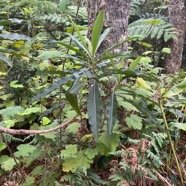 6. Psiadia laurifolia - Bois de chenilles - Astéracée - B.jpeg