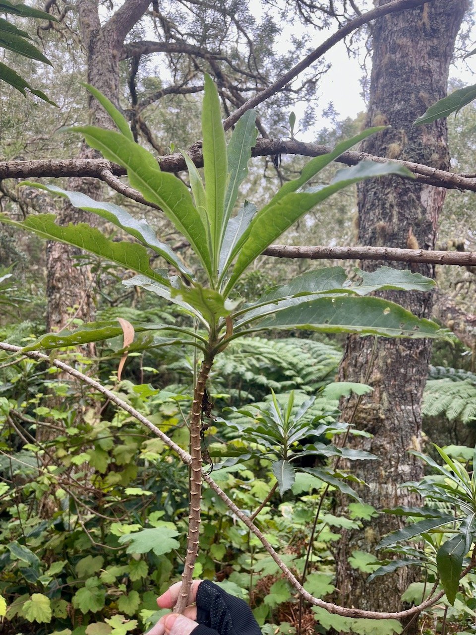 7. Psiadia laurifolia - Bois de chenilles - Astéracée - B.jpeg